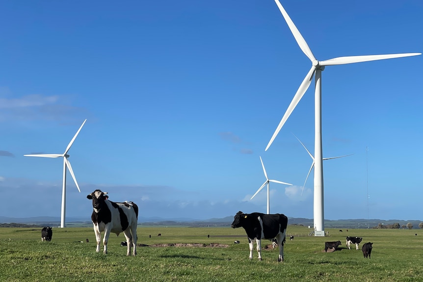 Wind turbines tower over cows in a green paddock, with blue sky behind