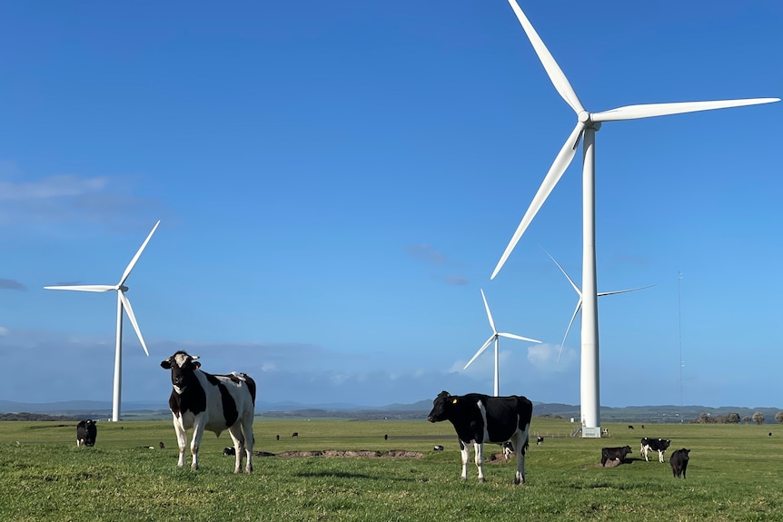 Cattle stand before several wind turbines. 