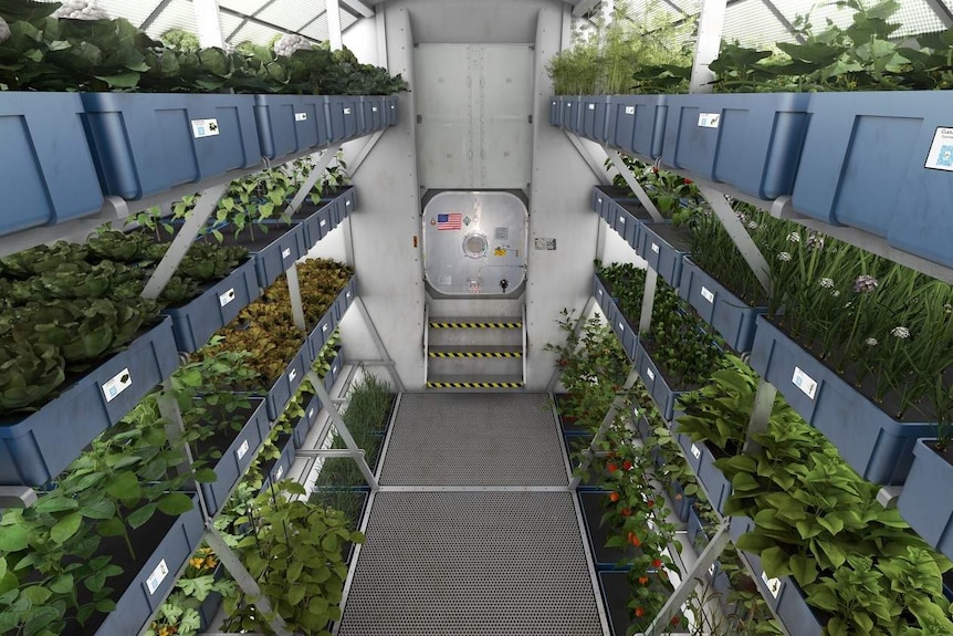 Illustration of NASA's International Space Station 'garden'