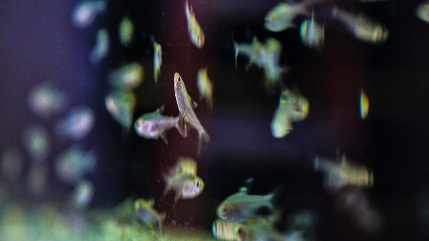 A school of tiny silver fish in a tank at the University of Sydney's Animal Behaviour Lab.