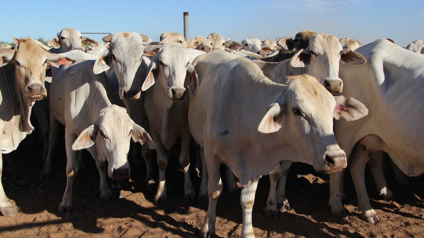 grey Brahman cattle in yards.