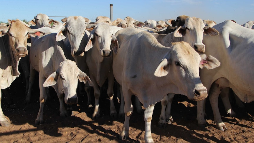 brahman cattle in yards.