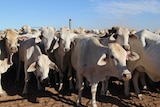 A herd of white brahman cattle in a stockyard.