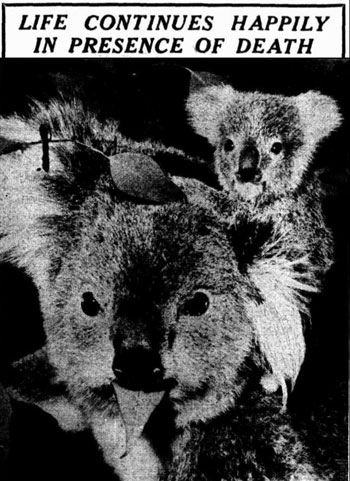 The Koala deaths reported in The West Australian in July 1953 - image of article