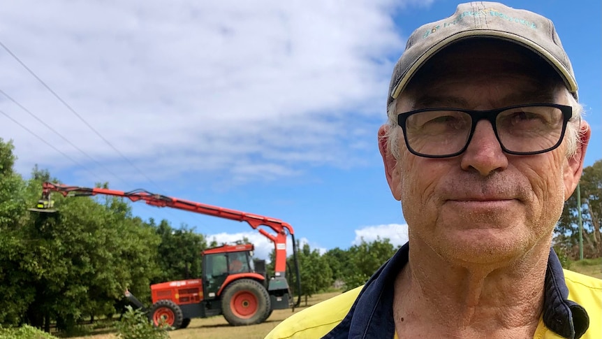 A man with glasses stares grimly ahead as a mechanical pruner cuts down macadamia trees behind him.