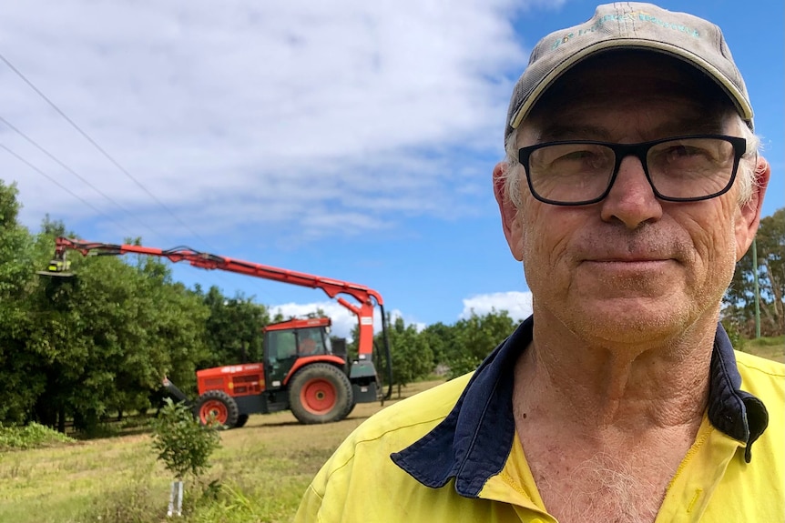 A man with glasses stares grimly ahead as a mechanical pruner cuts down macadamia trees behind him.