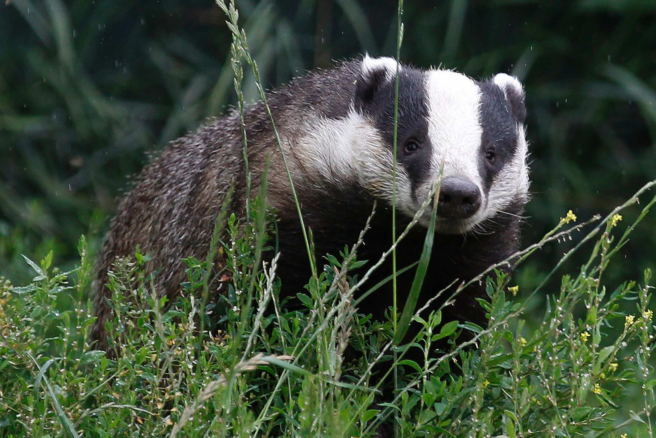 Badger credited for unearthing 'hoard' of Roman coins found on floor of