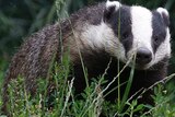 Britain's wild badger population harbours bovine tuberculosis and spreads the disease into the nation's cattle herd.