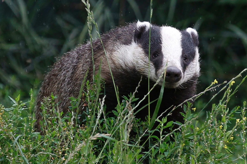 5,000 badgers will be shot under the program.