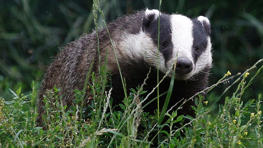 Britain's wild badger population harbours bovine tuberculosis and spreads the disease into the nation's cattle herd.