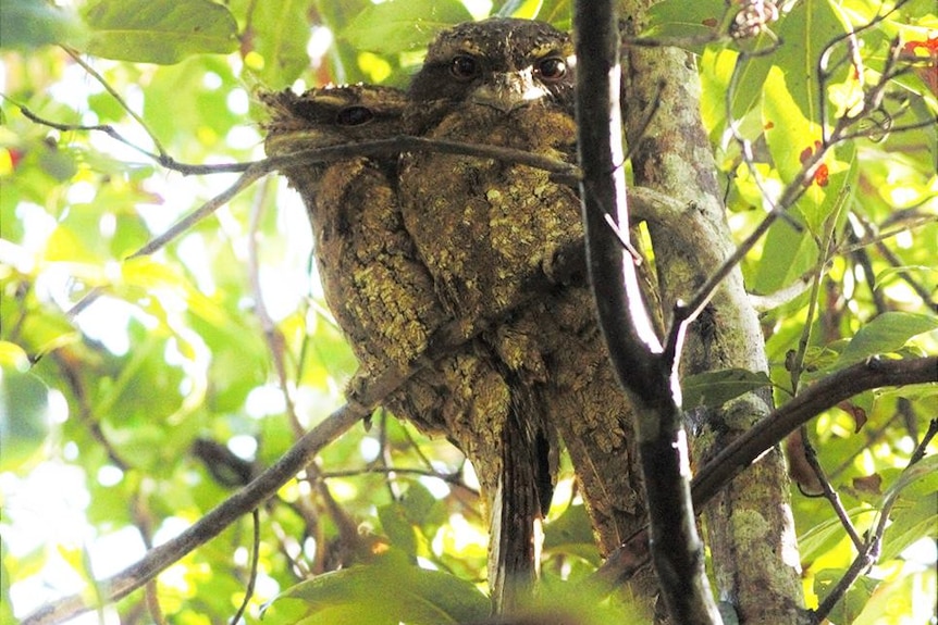 Two Marbled Frogmouths sitting on a branch in the daytime.