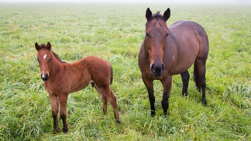 A mare and a foal stand in a paddock.