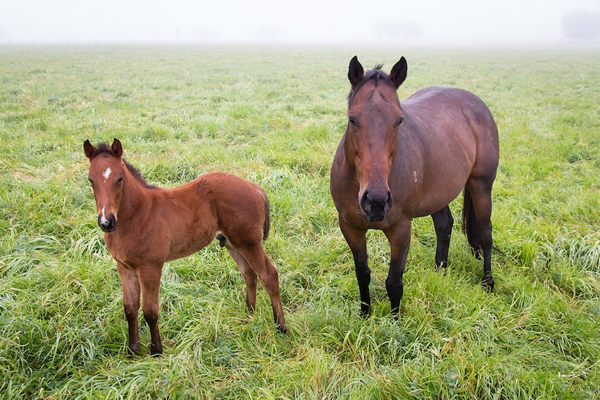 A mare and a foal stand in a paddock.