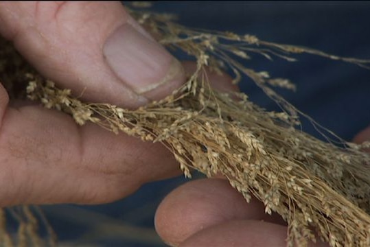 A farmer holds some teff grain in his hands before the gluten-free crop is processed.