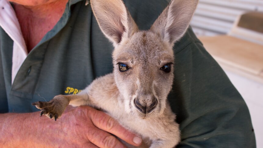 Marshmallow the baby kangaroo in Jane Budich's arms