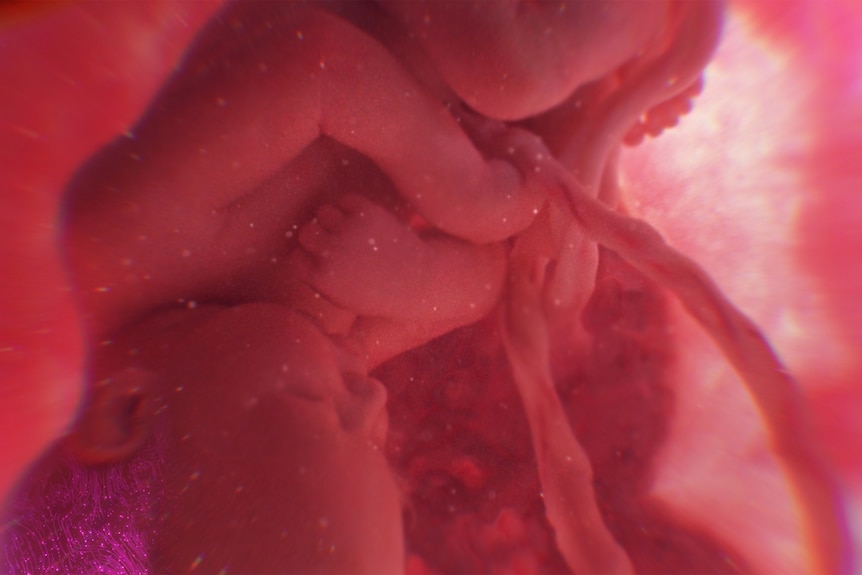 An illustration of a foetus in the womb.