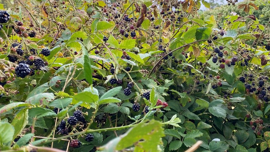 Blackberry fruit on a thorny bush.
