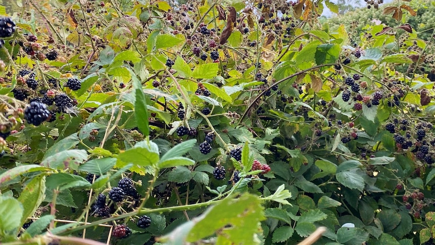Blackberry fruit on a thorny bush.