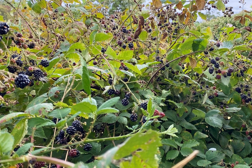 Blackberry fruit on a thorny bush.