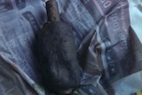 Corroded grenade on newspaper