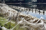 Spider webs cover the landscape in the wake of flooding.