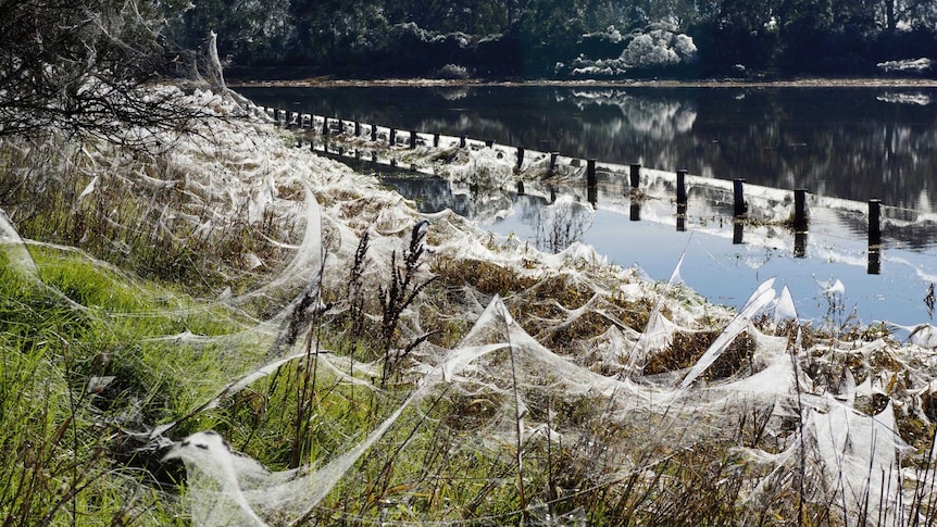 Spider webs cover the landscape in the wake of flooding.