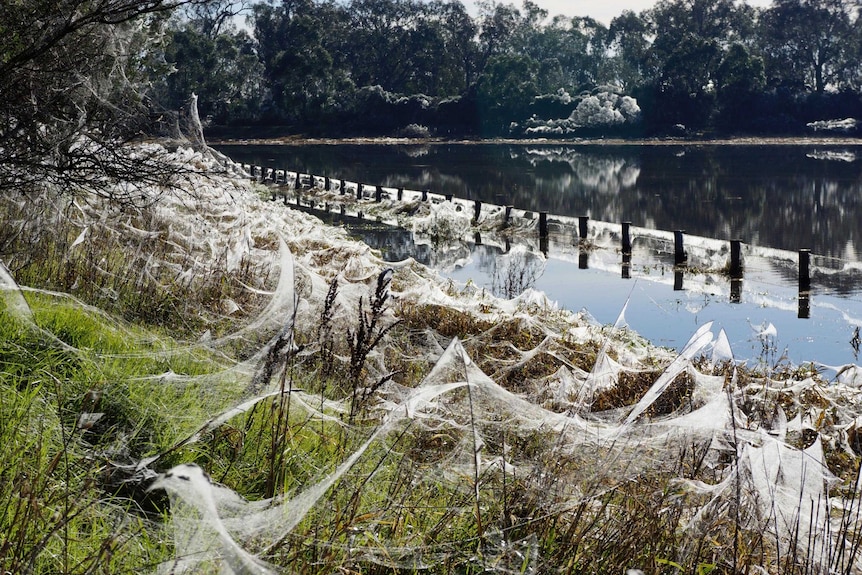 Spider webs cover the landscape in the wake of flooding.