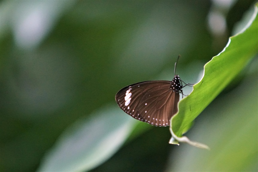 Black butterfly with white slash in corner of wing sits on leaf