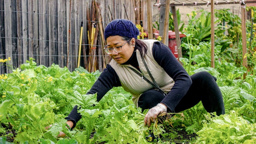 On an overcast day, you view a woman in a blue beanie picking vegetables from a verdant garden.