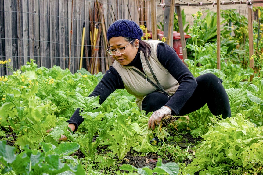 On an overcast day, you view a woman in a blue beanie picking vegetables from a verdant garden.