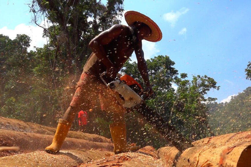 A man standing on large logs cuts one with a chainsaw sending chips and dust flying.