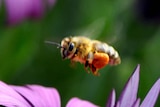 A bee buzzes around some flowers