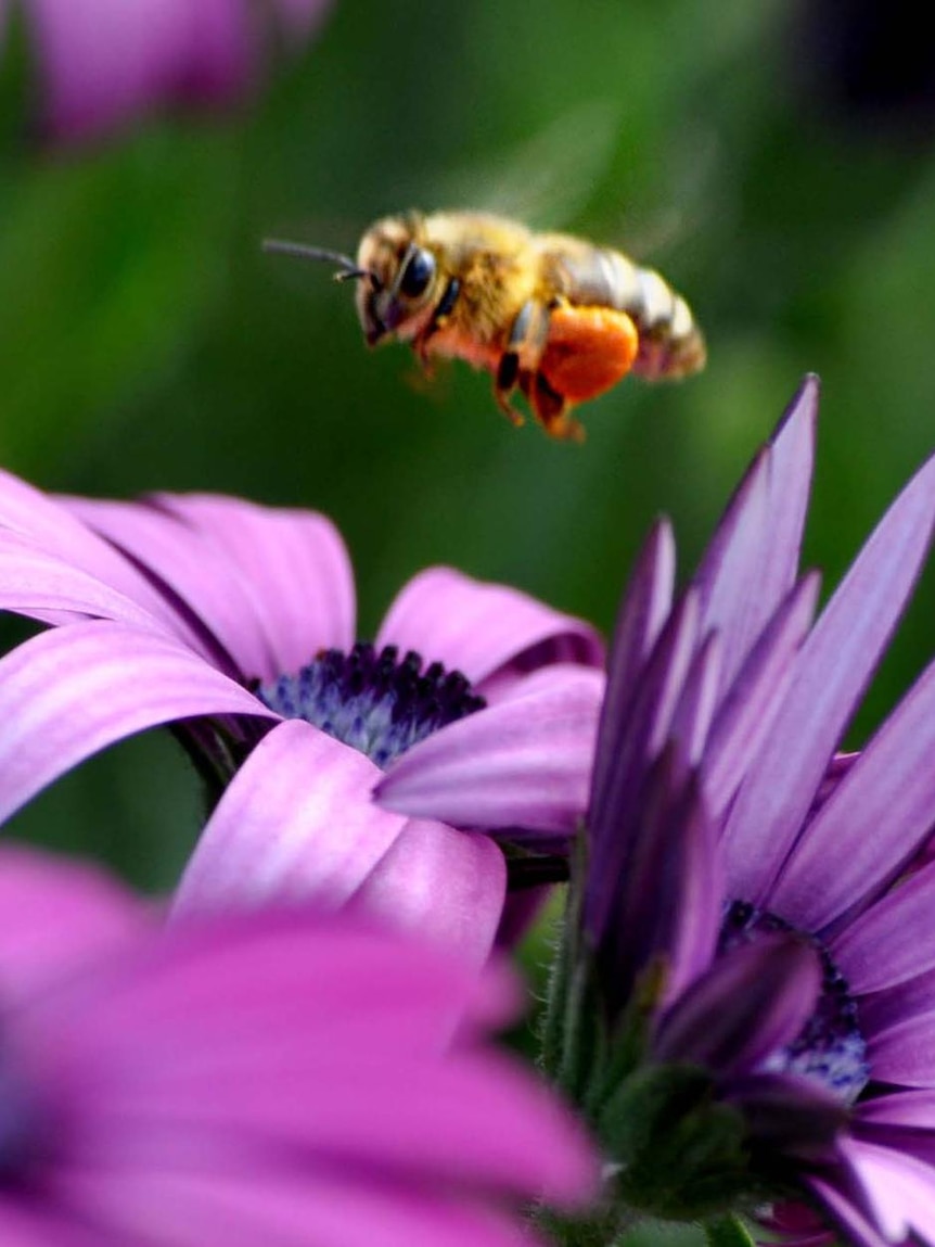 A bee buzzes around some flowers