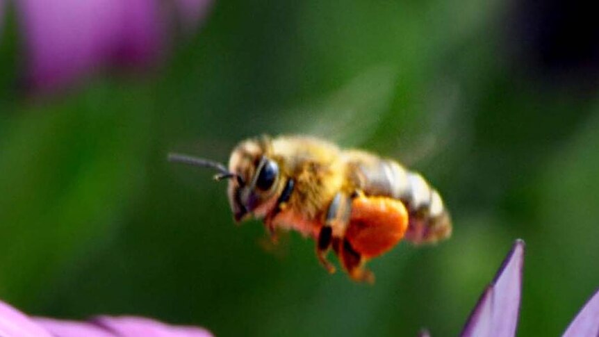A bee buzzes around some flowers