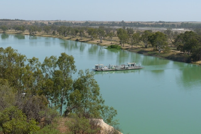 The Waikerie ferry transporting cars over the River Murray. The river is a green blue colour.