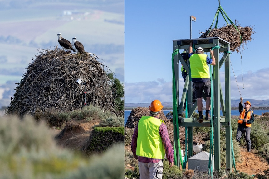 Photo on left Big stick nest with two birds siting on it photo on right men lowering nest onto steel platform