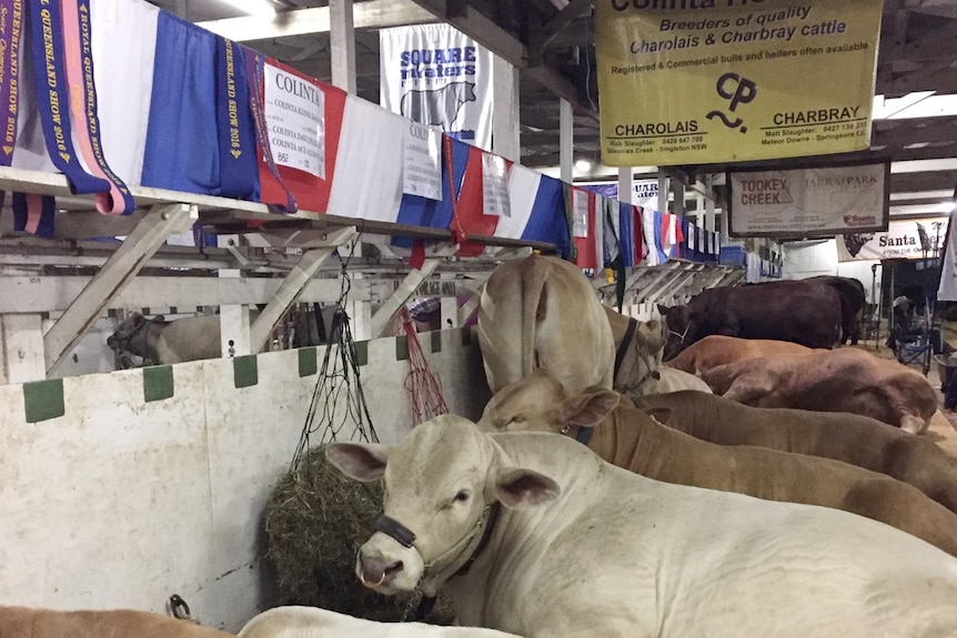 Beasts in the cattle pavilion at Brisbane's Ekka