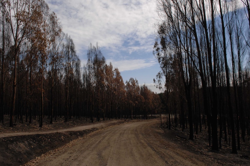 charred trees line a dirt road