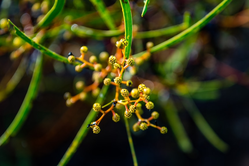 Small flowers in Pilliga forest.