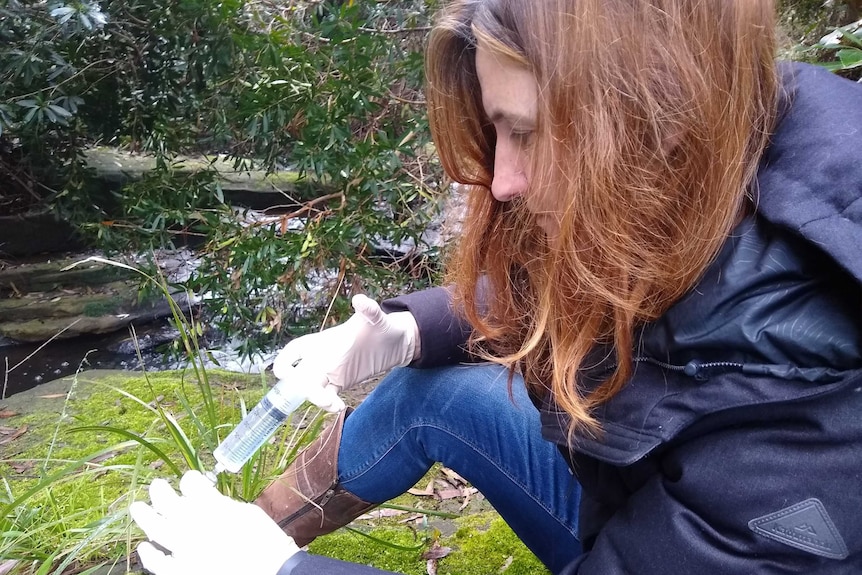 A researcher samples some water.