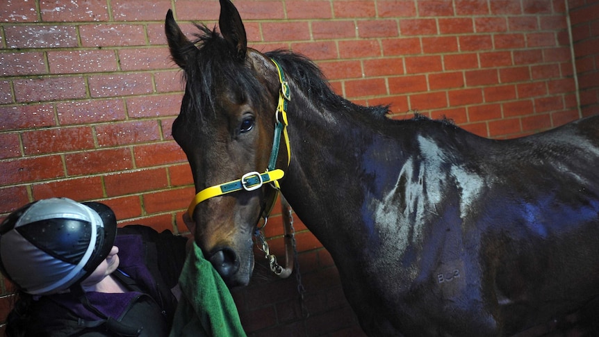 Melbourne Cup entrant Sanagas