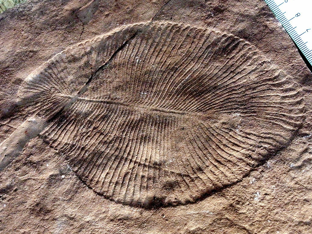 Dickinsonia Costata fossil