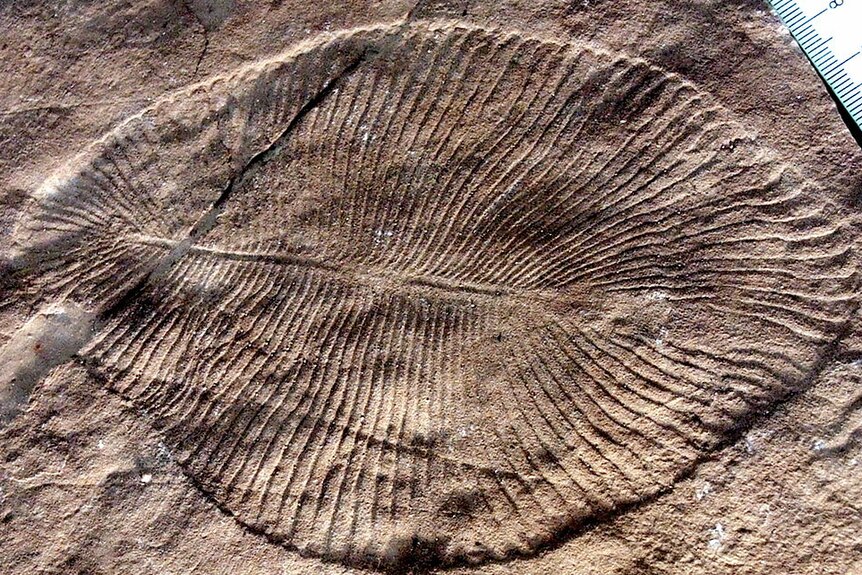 Dickinsonia Costata fossil