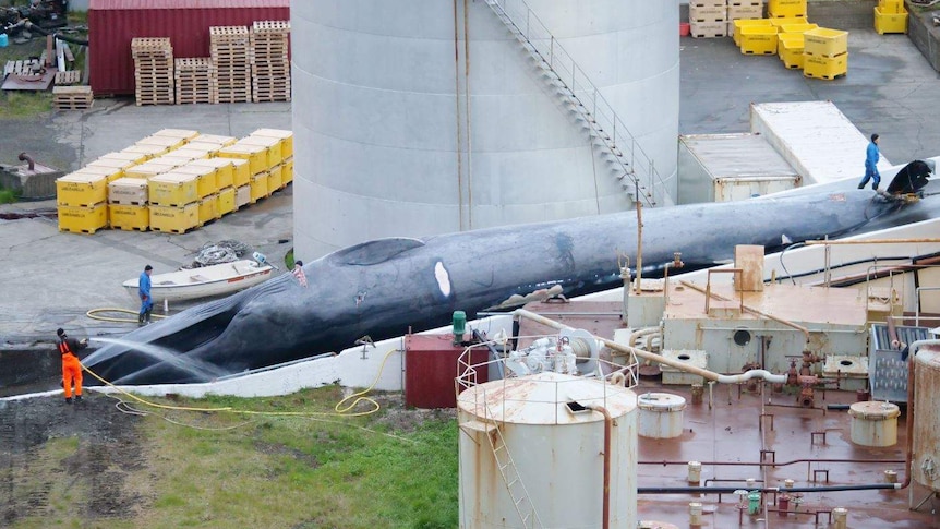 Slaughtered whale Loftsson claims is a hybrid