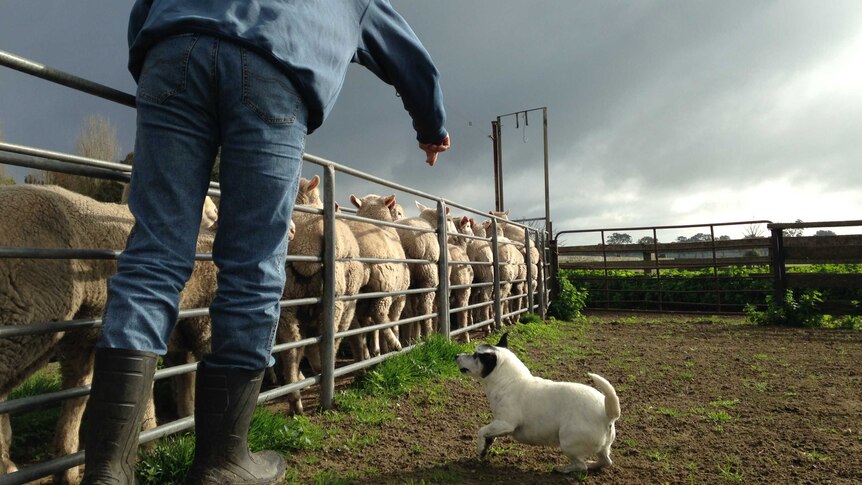 Kalangadoo working dog Holly pushes lambs up for owner David Smith.