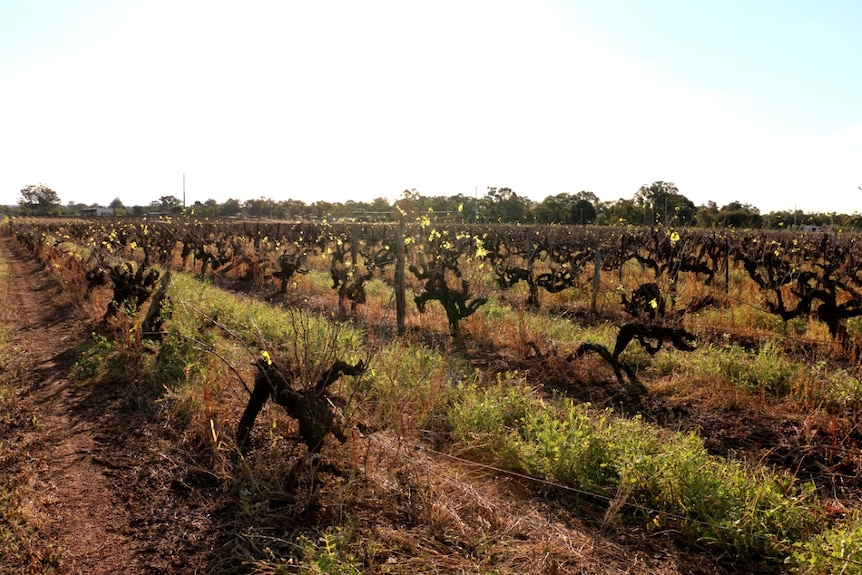 Rows of grape vines with a few green leaves and yellow grass underneath.