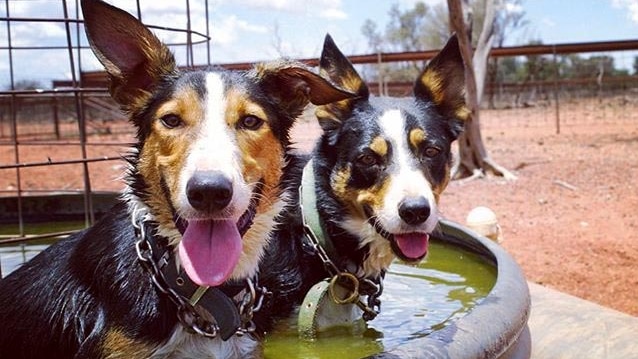 Two working dogs, close to the camera, sit in a trough of water on a rural property.