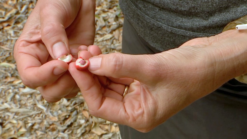 Hands reveal a red fruit that has been split open to reveal white flesh and a red centre