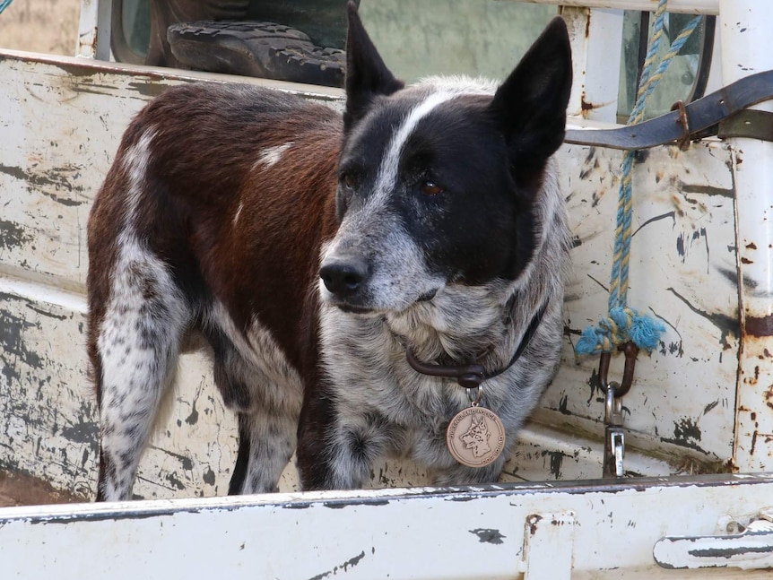 Max the blue heeler wearing a medal