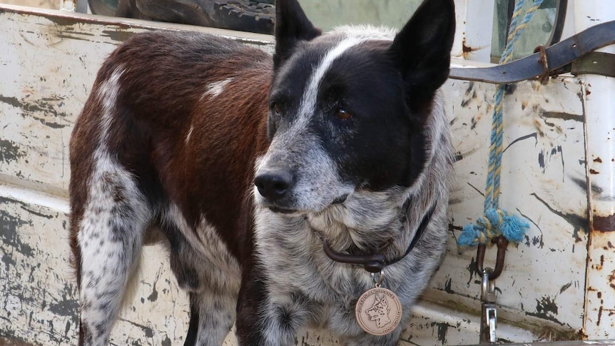 Max the blue heeler wearing a medal